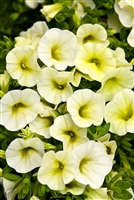 Calibrachoa Superbells&reg; Yellow Chiffon