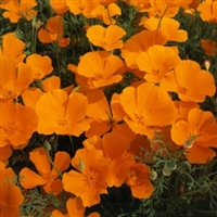 California Poppy