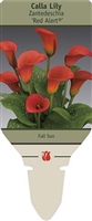 Calla Lily Zantedeschia 'Red Alert'