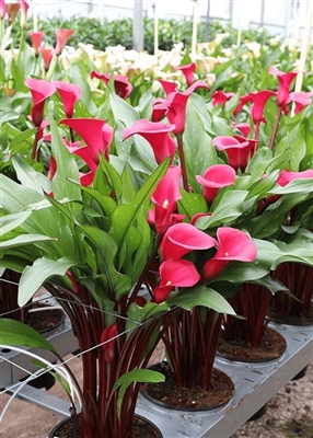 Calla 'Passoa' Zantedschia