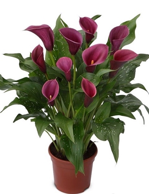 Calla 'Purple SpiritÂ®'