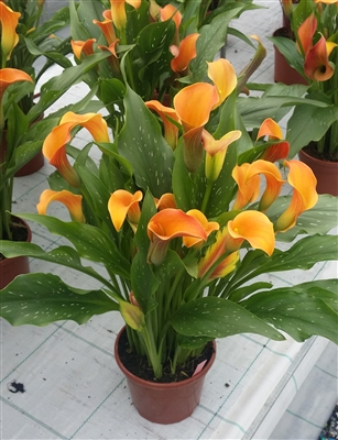 Calla 'QatarÂ®'