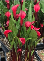 Calla 'Red Charm' Zantedeschia