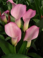 Calla 'SamurÂ®'