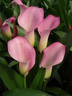 Calla 'SamurÂ®'