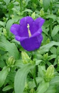 Campanula medium 'Campana Deep Blue'