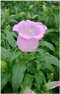 Campanula medium 'Campana Pink'