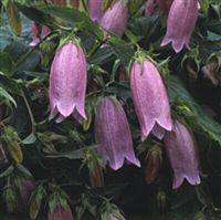 Campanula punctata Bellflower