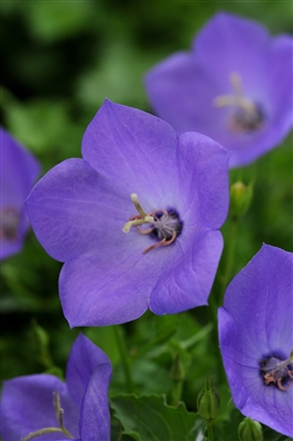 Campanula Carpatica 'Rapido Blue'