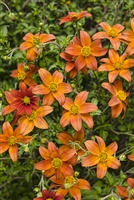 Campfire&#0153; Fireburst Bidens hybrid