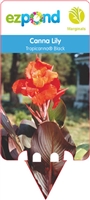 Canna Lily hybrid 'Tropicanna&reg; Black'