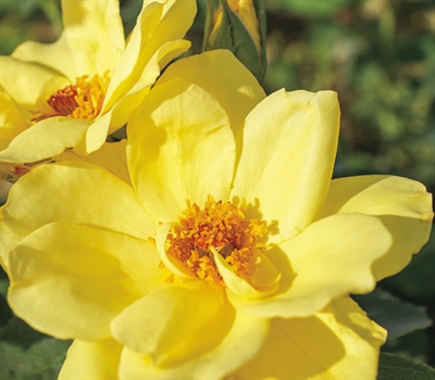 Carefree Sunshine Shrub Rose