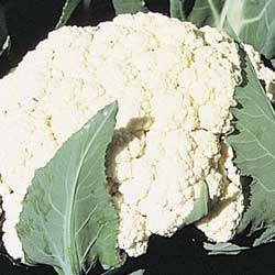 Cauliflower