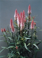 Celosia