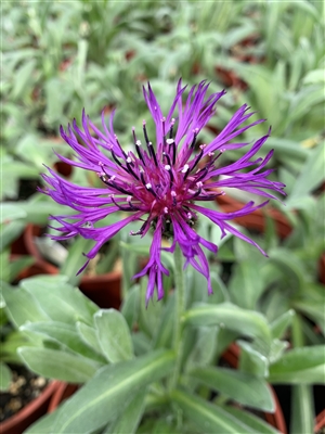 Centaurea Montana 'Amethyst Dream'