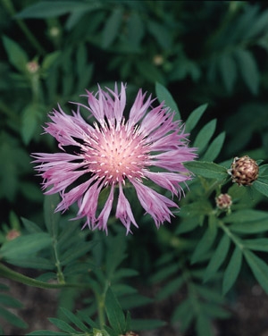 Persian Cornflower