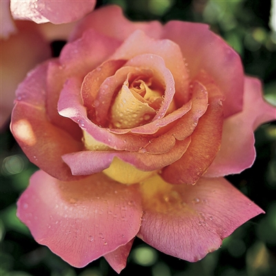 'Chicago Peace' Hybrid Tea Rose