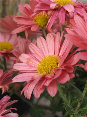 Chrysanthemum 'Mammoth Coral Daisy'