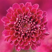 Chrysanthemum Dendranthema 'Igloo Cool' Garden Mum