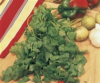 Cilantro Coriander