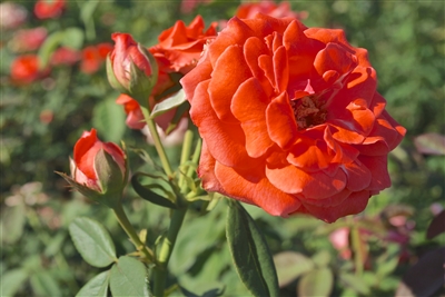 CL America&#0153 Climbing Rose