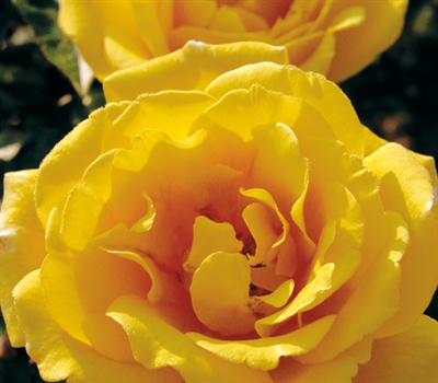 Cl Golden Showers Climbing Rose