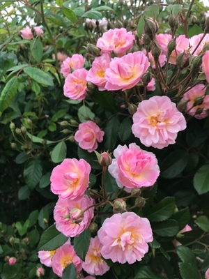 Climbing Perfume Breeze&#0153 Climbing Rose