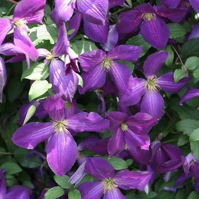 Clematis Purple Happy Jack