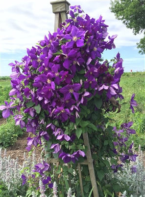 Clematis 'Jackmanii'