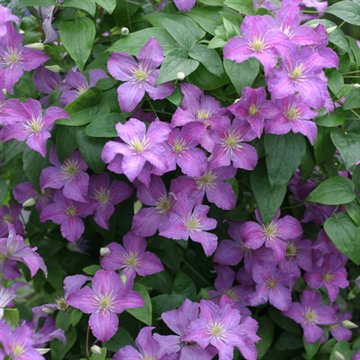 Clematis Purple Jolly Good