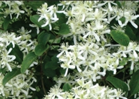 Clematis Paniculata Sweet Autumn