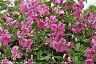 Clematis Pink Mink&reg;