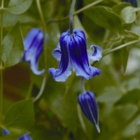 Clematis 'Rooguchi' Blue Bells