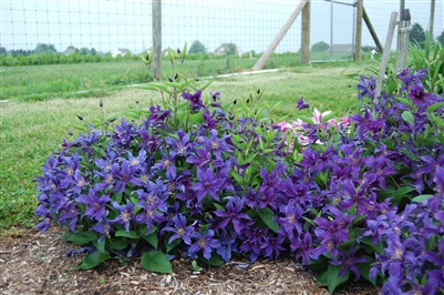 Clematis 'Sapphire Indigoâ„¢'