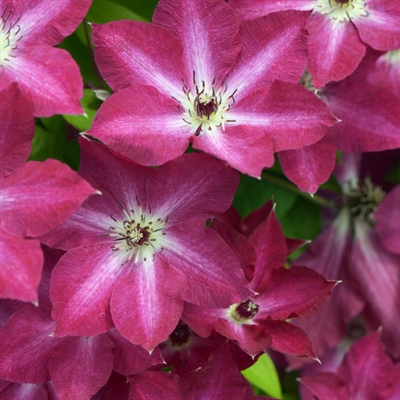 Clematis Viva Polonia