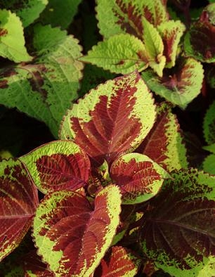 Coleus