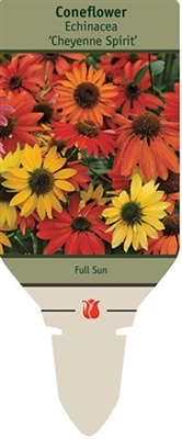 Coneflower Echinacea 'Cheyenne Spirit'