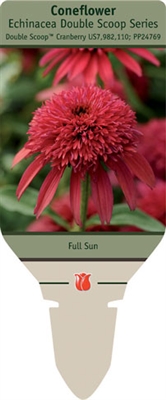 Coneflower Echinacea 'Double Scoop Cranberry'