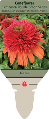 Coneflower Echinacea 'Double Scoop Orangeberry'