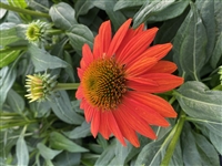 Coneflower Echinacea  'Sombrero Fiesta Orange'