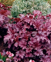 Coral Bells 'Amethyst Mist' Heuchera