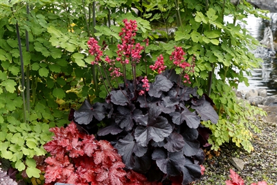 Coral Bells 'Black Forest Cake' Heuchera