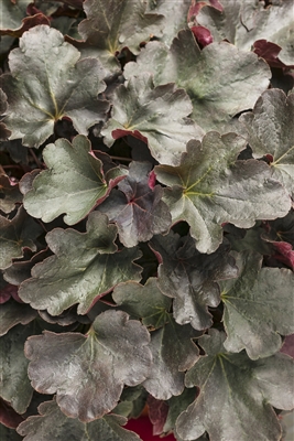 Coral Bells Dolce&reg; Brazen Raisin&#0153 Heuchera hybrid