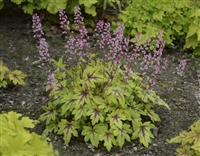 Coral Bells Fun and Games Eye Spy Heucherella