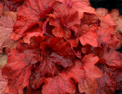 Coral Bells Heuchera 'Fire Alarm'