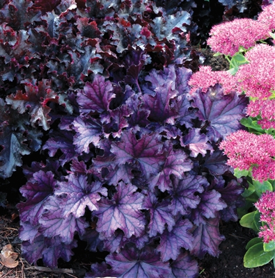 Coral Bells Heuchera 'Forever Purple'