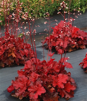 Coral Bells 'Forever Red' Heuchera