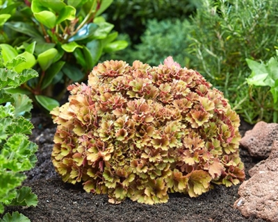 Coral Bells 'Frilly' Heuchera