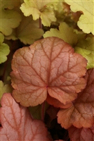 Coral Bells Heuchera 'Georgia Peach'