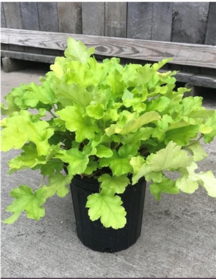 Coral Bells 'Lime Marmalade' Heuchera